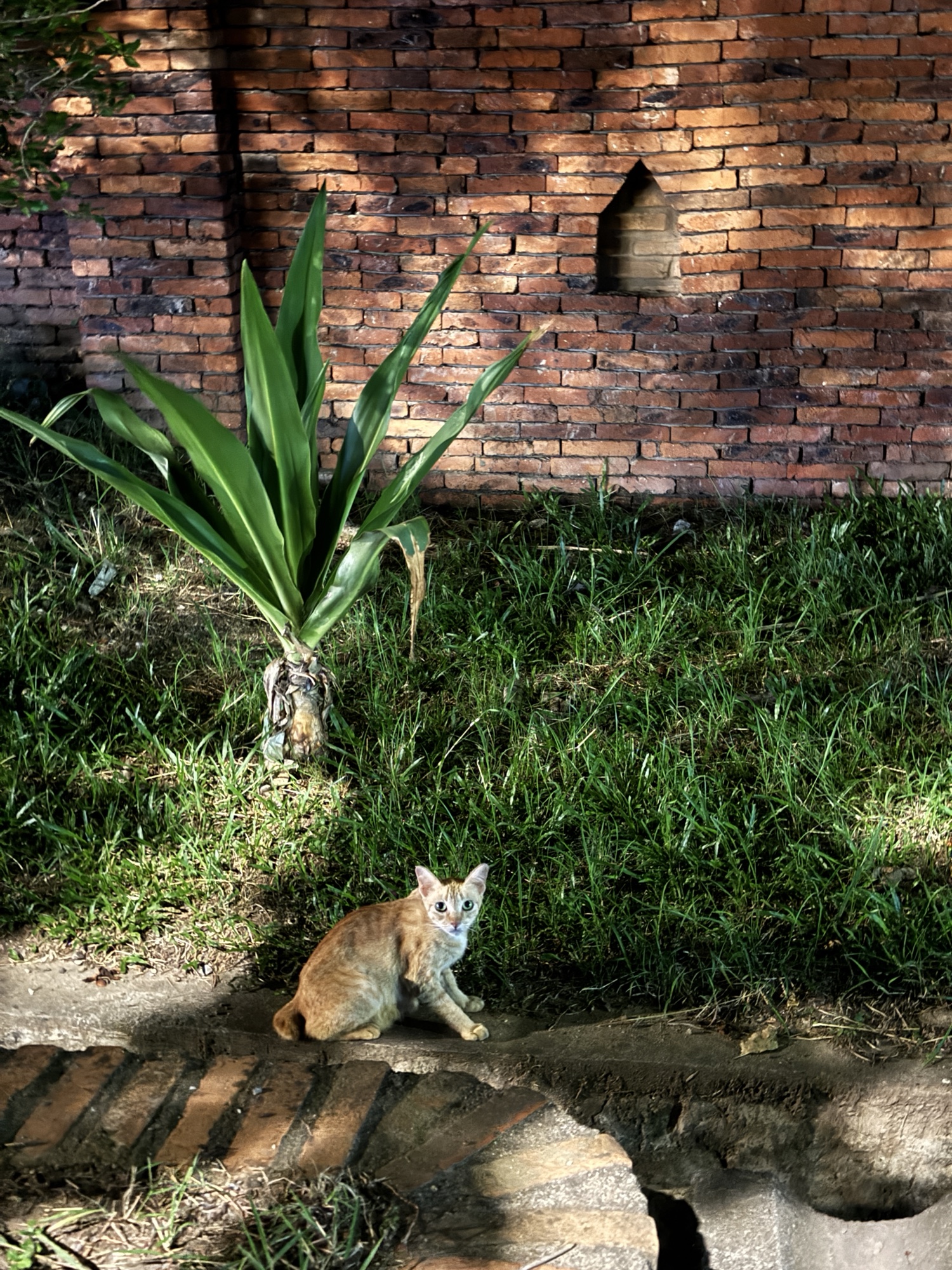 ラオスの赤いレンガ壁と緑の植物の前でこちらを見る茶白の猫