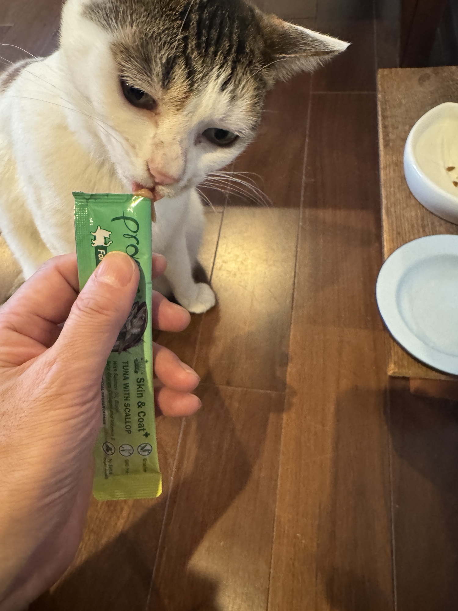 Pramyの猫用ペーストおやつを袋から直接なめる保護猫