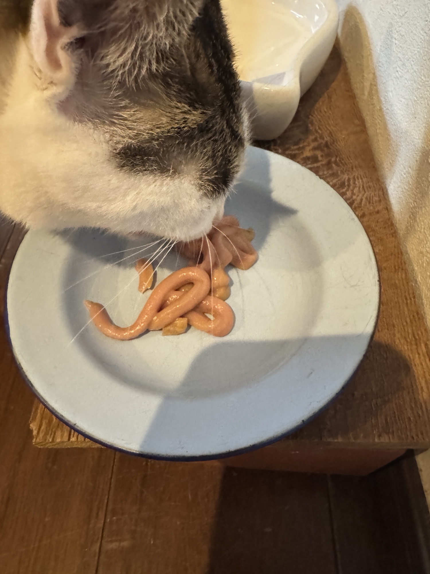 皿に移したPramyの猫用ペーストおやつを少しずつ食べる保護猫